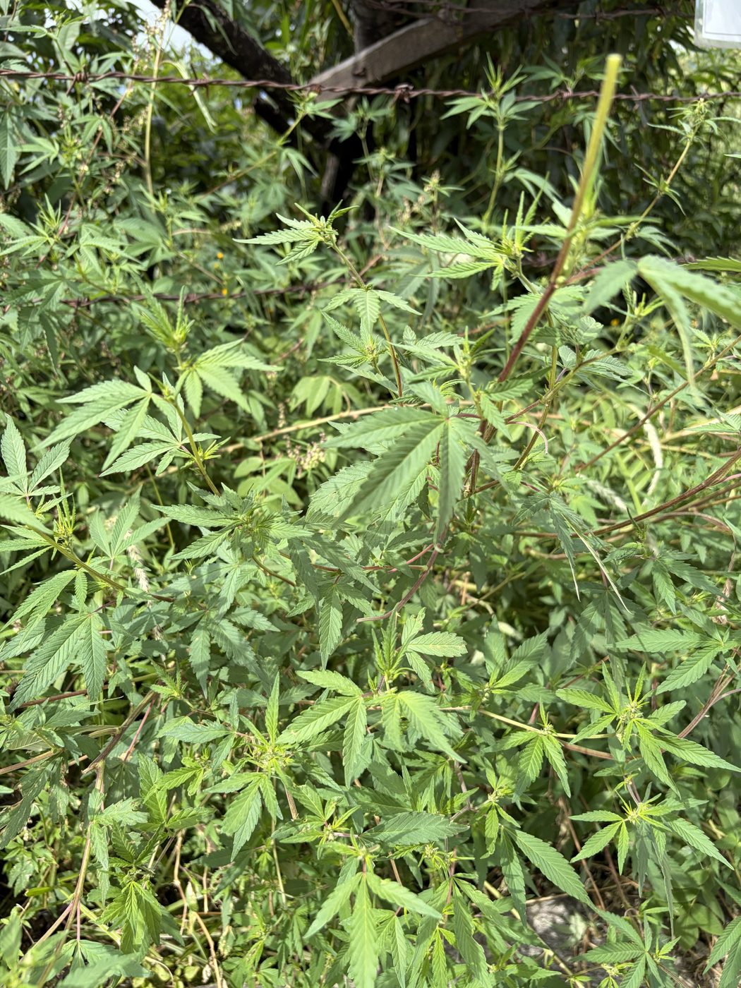 Dicht struikgewas langs een prikkeldraadomheining met veel kleine, smalle, gezaagde handvormige bladeren op rode en groene stengels, in zonlicht.