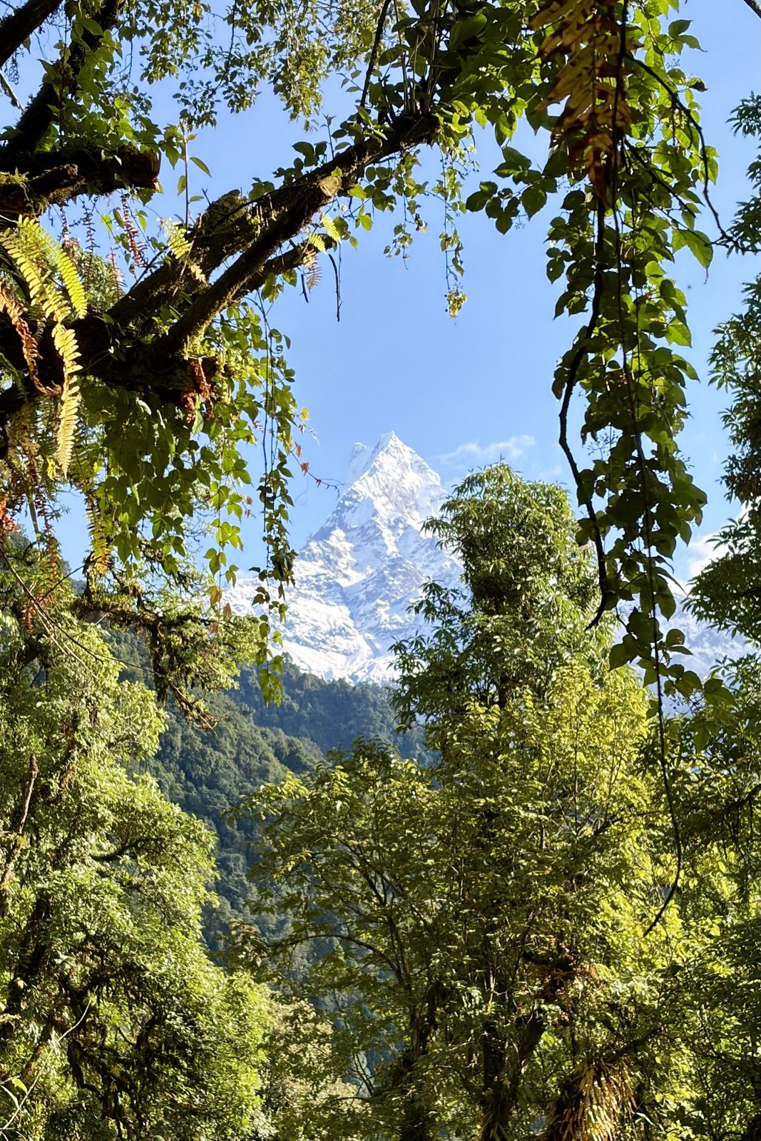 De besneeuwde spitse top van de Machhapuchhre tussen de takken van hoge bomen door, onder een blauwe lucht.