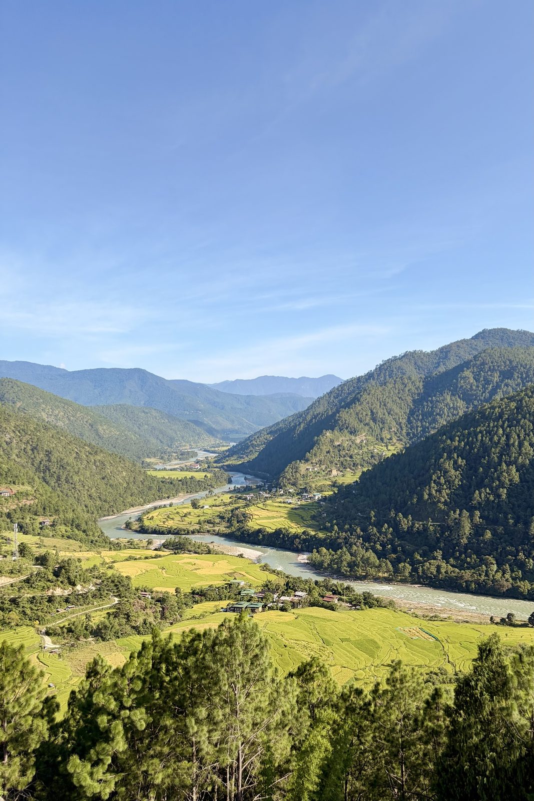 Zicht naar beneden in een lange groene vallei vanaf een met dennen begroeide heuveltop: een turquoise rivier die kronkelt tussen goudgroene rijstterrassen en boerderijen, met beboste bergkammen aan beide kanten.