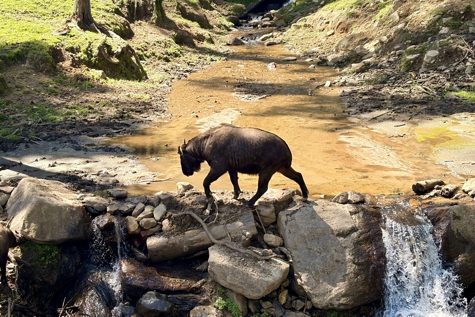 Een donkerbruine takin, een zwaar, geitachtig dier met een dikke nek en korte hoorns, stapt over een rotsige beek met kleine watervalletjes eronder, in een zonovergoten bos.
