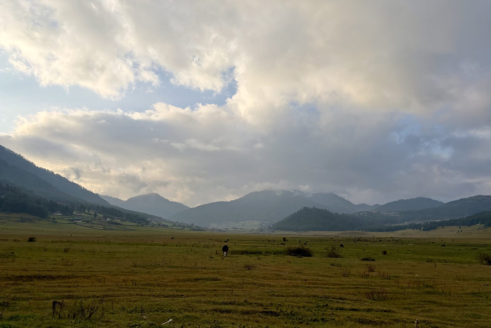 De brede, vlakke valleibodem van Phobjikha in het avondlicht: geelgroen grasland met grazende koeien, boerderijen aan de bosrand links, beboste heuvels en bergen met laaghangende wolken en een grote wolkenlucht.